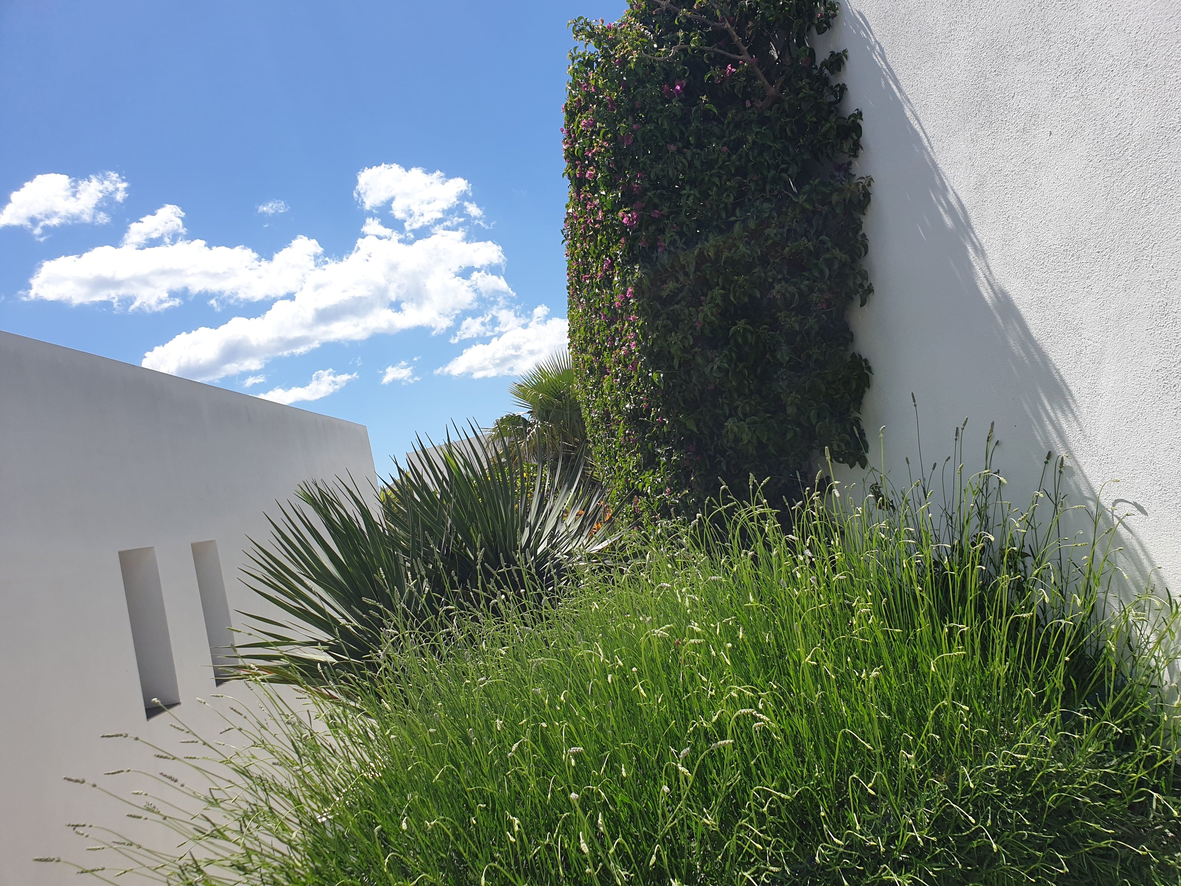 Cleaning of Gardens in Denia