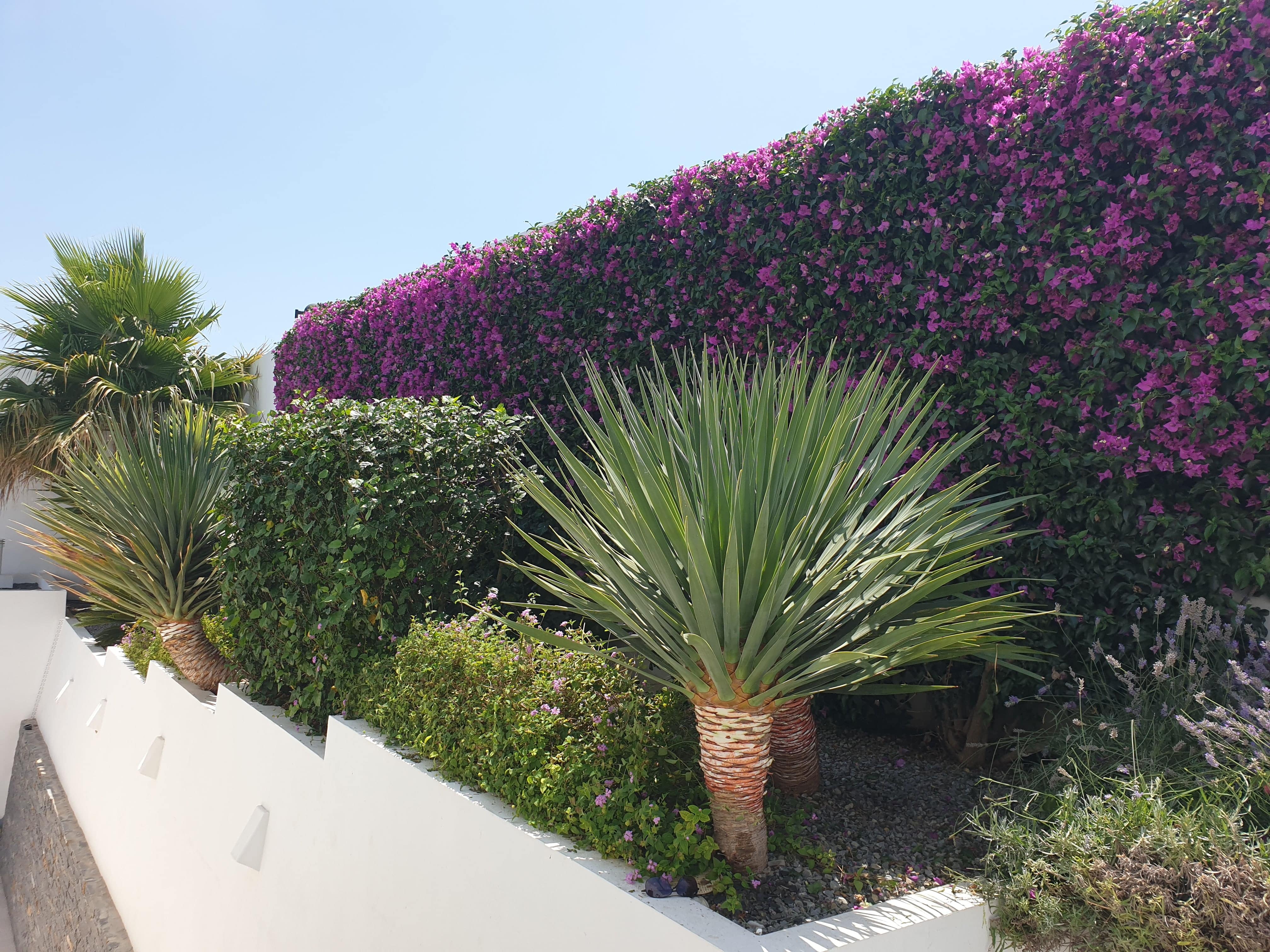 Cleaning of Gardens in Javea